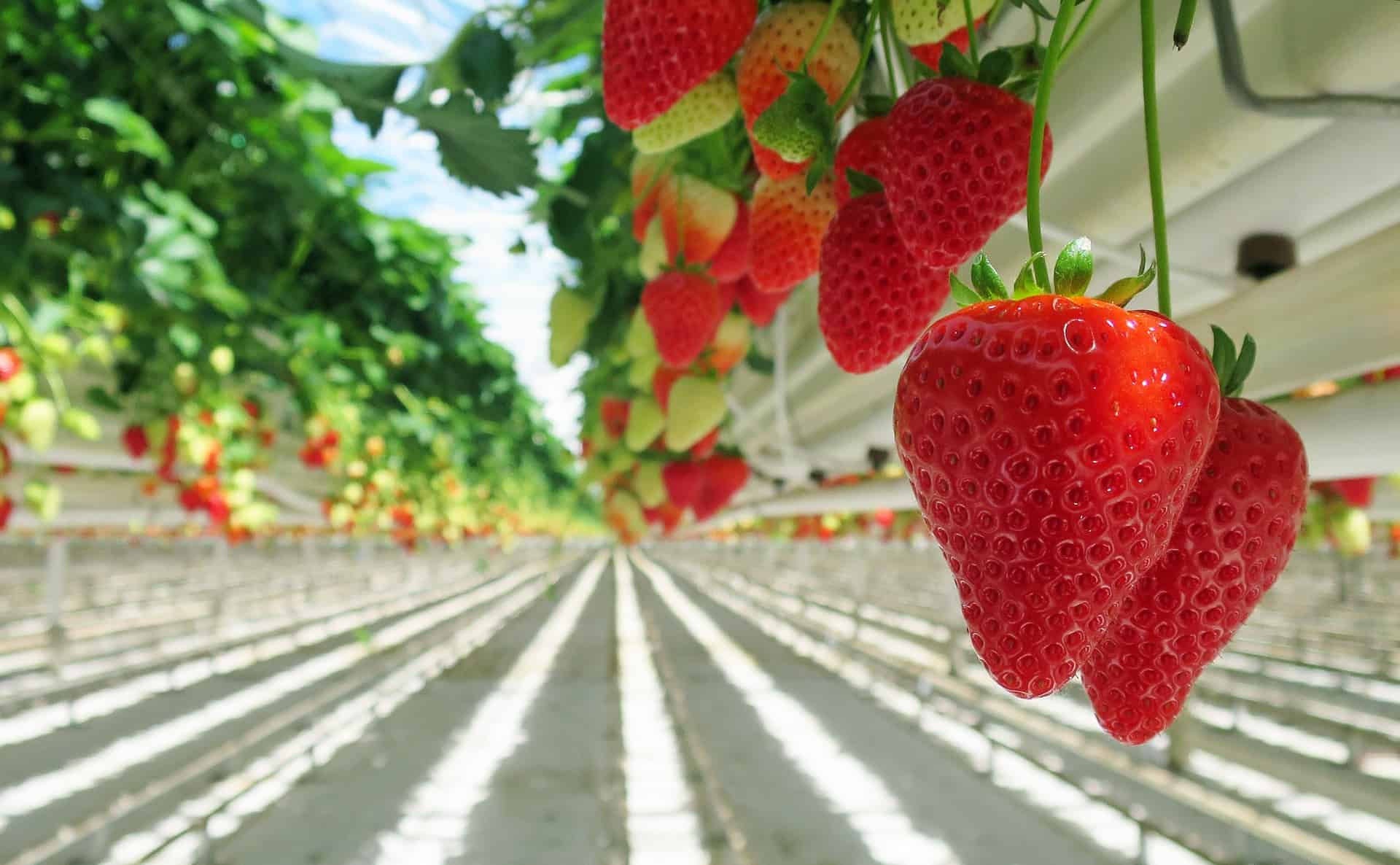 Best Hydroponic System for Strawberries
