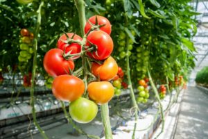 Best Hydroponic System for Tomatoes