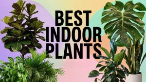 Best Indoor Plants