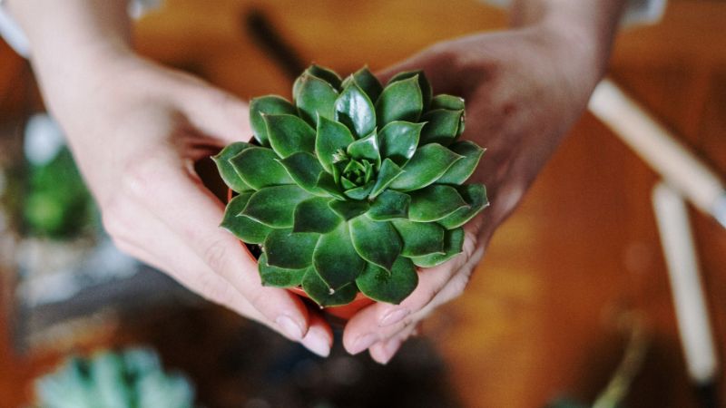 Best Indoor Plants To Give As Gifts