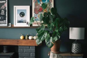 Best Indoor Plants for Dark Rooms