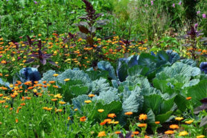 Best Marigolds for a Vegetable Garden