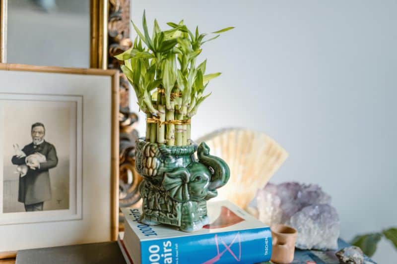 The 7 Best Money Plants for Feng Shui