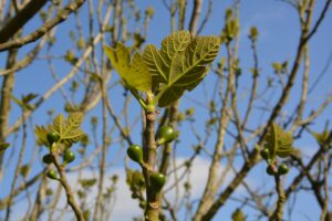 Best Mulch for Fig Trees