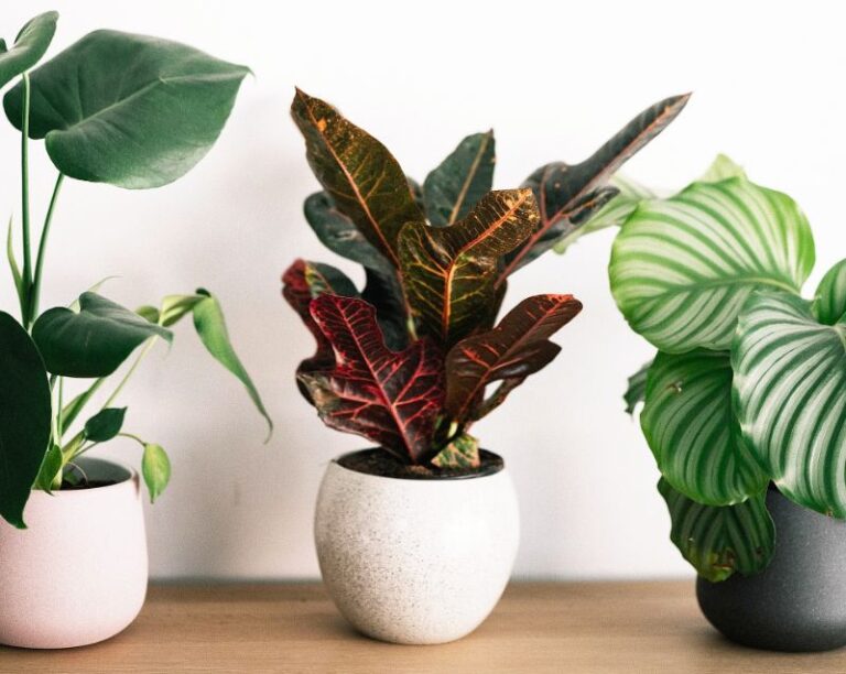 Best Mulch for Indoor Plants Garden Gear Shop