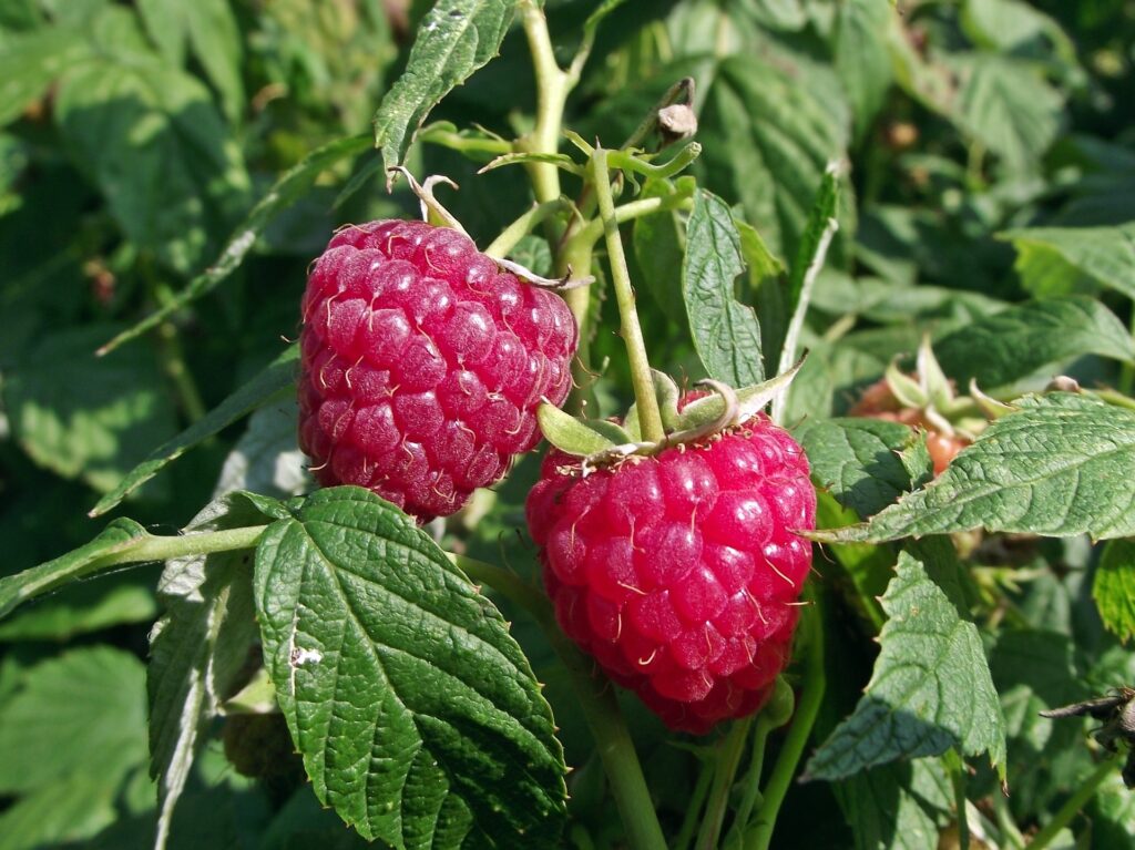 Best Mulch for Raspberries