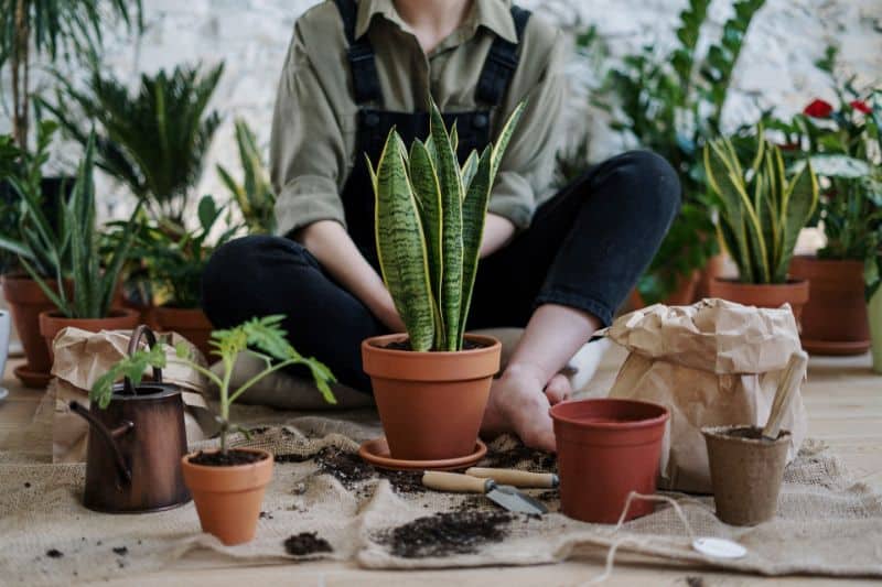 Best Organic Potting Soil for Indoor Plants