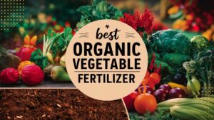 Best Organic Vegetable Fertilizer