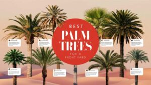 Best Palm Trees For A Front Yard