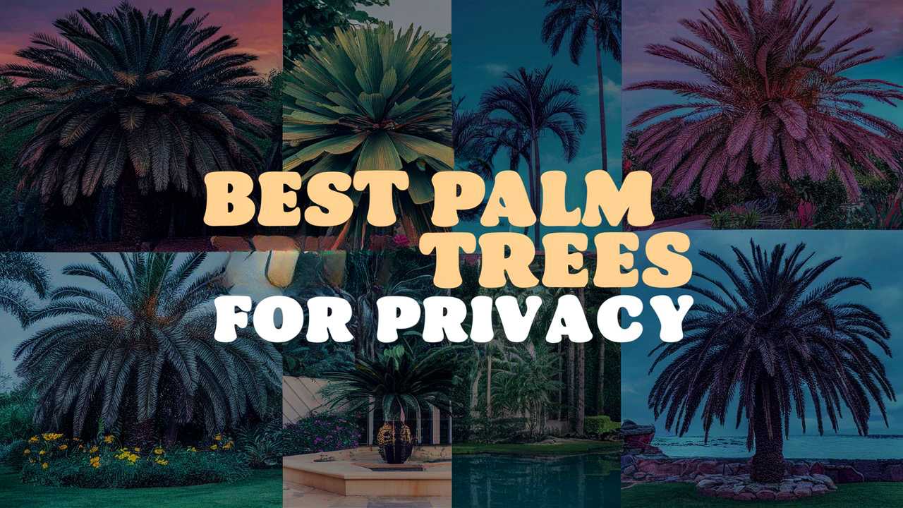 Best Palm Trees For Privacy