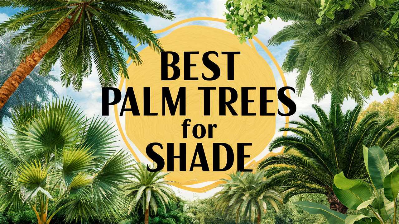 Best Palm Trees For Shade