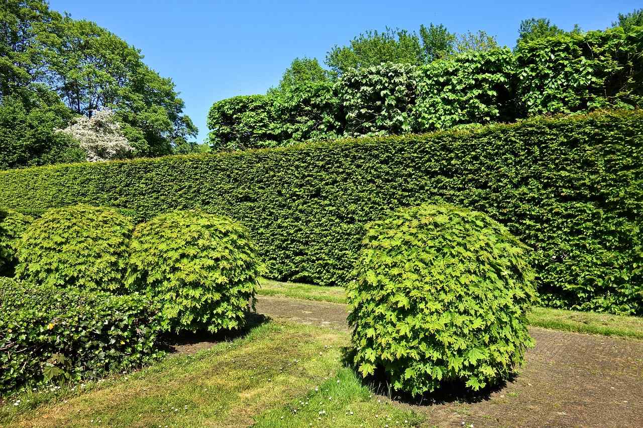 Best Pine Trees For Privacy – Privacy Hedge