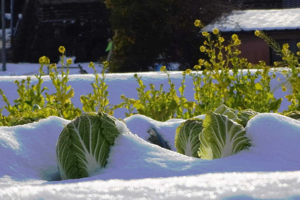 Best Plant Covers for Winter