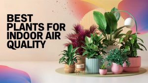 Best Plants for Indoor Air Quality