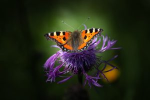 Best Plants for Attracting Butterflies