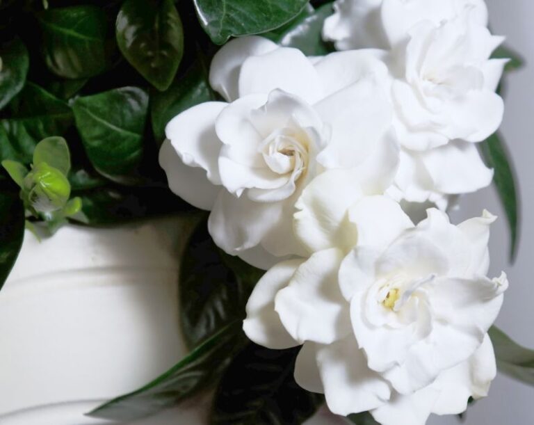 Best Potting Mix for Gardenias Garden Gear Shop