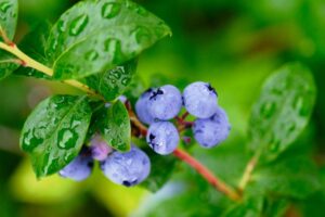 High-Strength Rooting Hormone for Blueberries