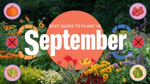 What To Plant In September