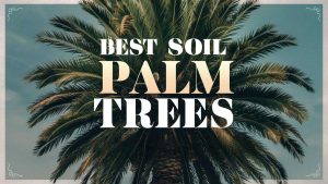 Best Soil For Palm Trees