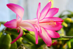 Best Soil Mix for Christmas Cactus
