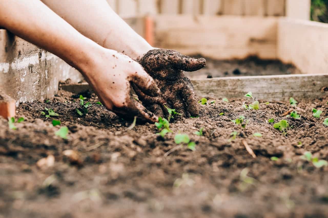 Best Soil Test Kit for a Vegetable Garden