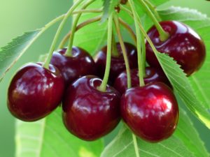 Best Soil for Cherry Trees