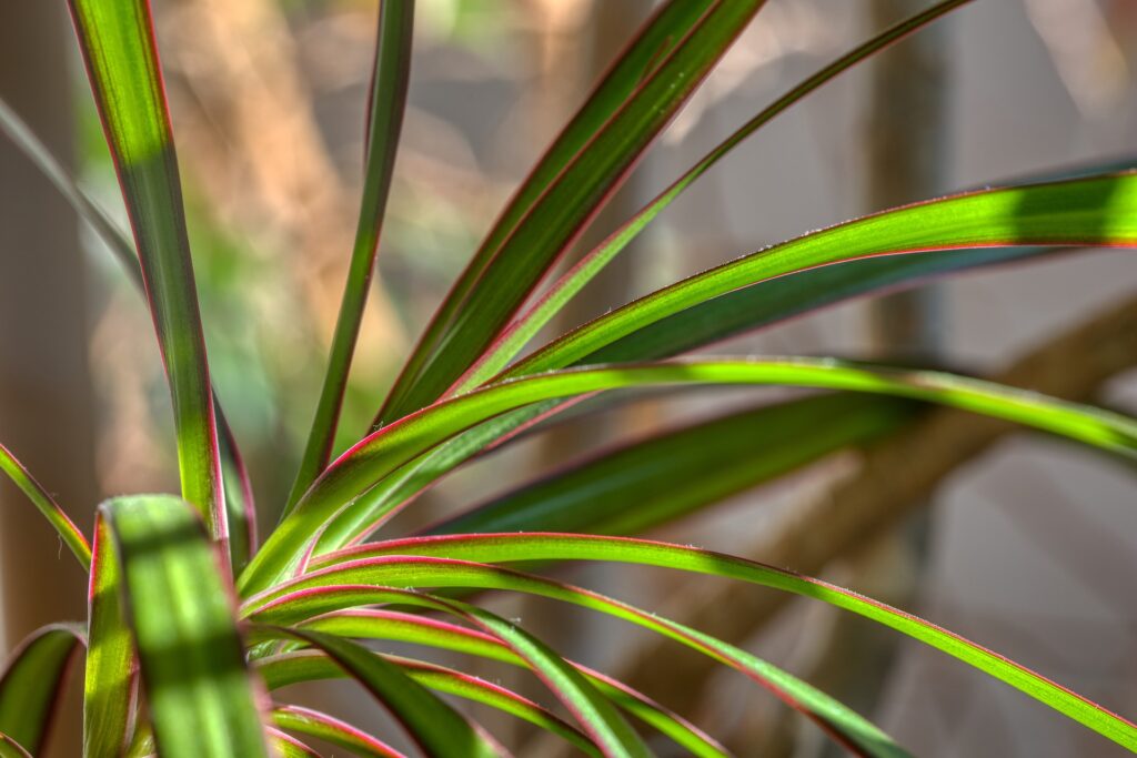 Best Soil for Dracaena Marginata