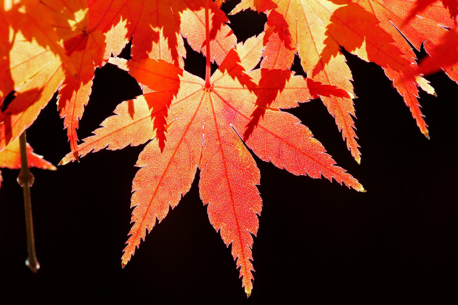 Best Soil for a Japanese Maple in a Container - Garden Gear Shop.