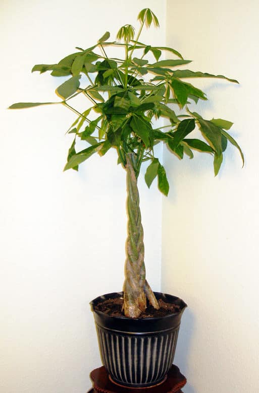 Best-Soil-for-Money-Tree-Pachira-aquatica