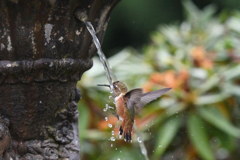 Solar Hummingbird Bath Fountain