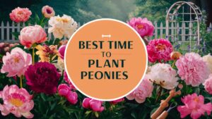 Best Time To Plant Peonies