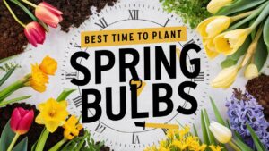 Best Time To Plant Spring Bulbs