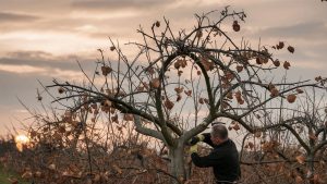 Best Time to Prune Apple Trees