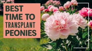 Best Time To Transplant Peonies