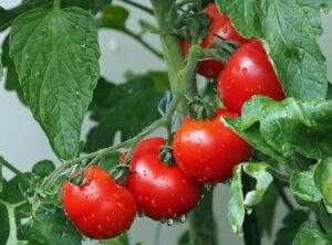 Best Tomato Varieties for Aquaponics