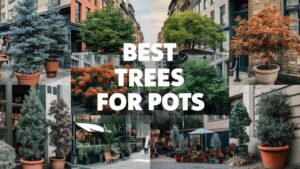 Best Trees for Pots