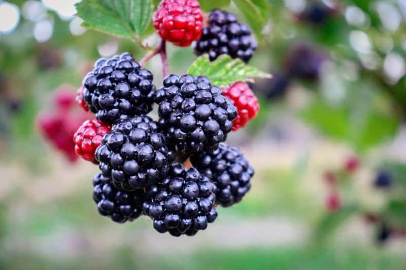 Best Trellis for Blackberries