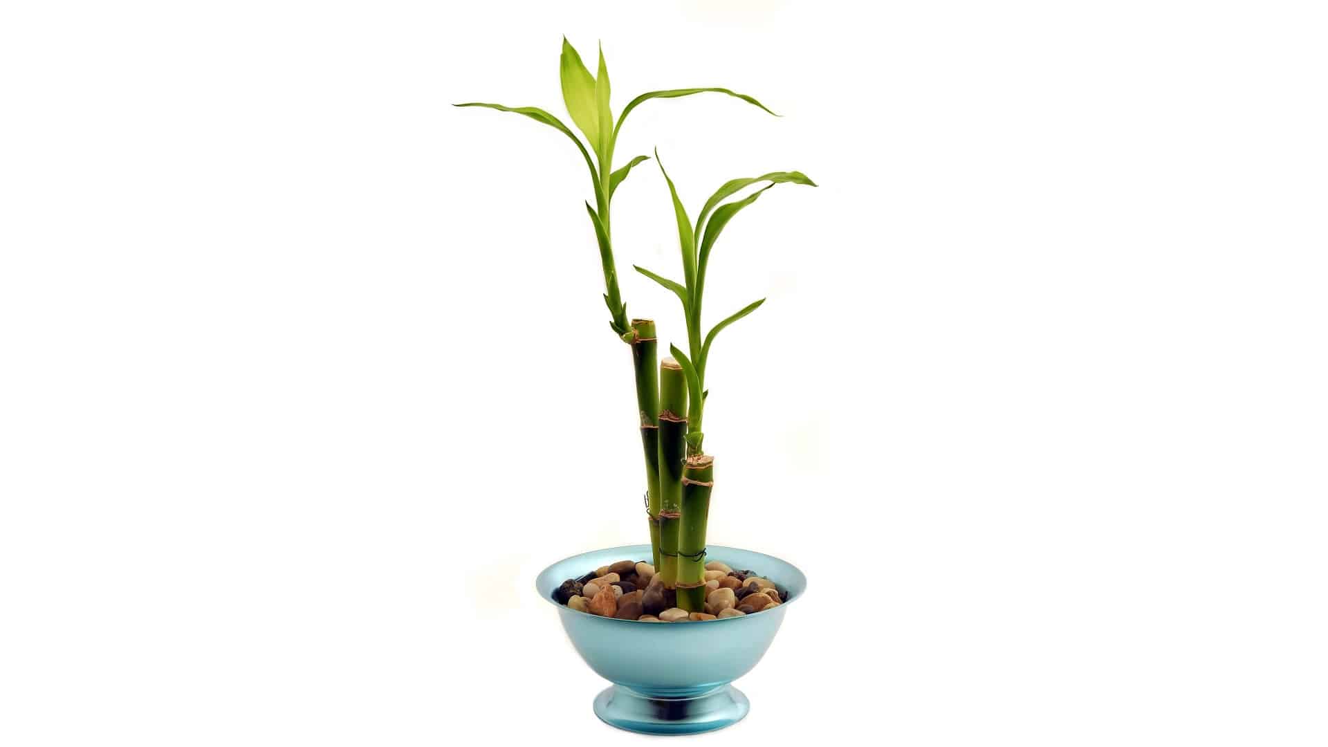 Best Vase for Lucky Bamboo