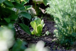 Best Weed Barrier for a Vegetable Garden