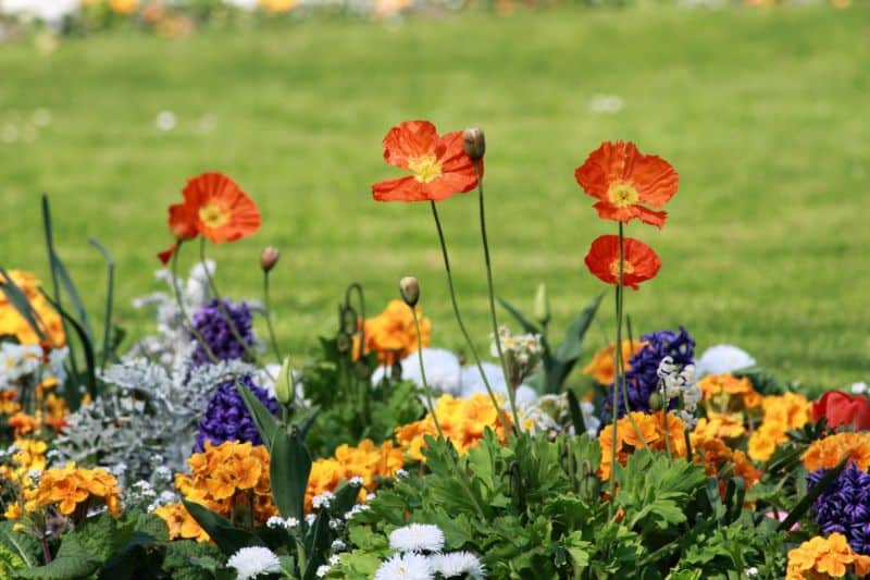 Best Weed and Grass Killer for Flower Beds