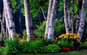 Birch Tree Varieties – Types of Birch Trees