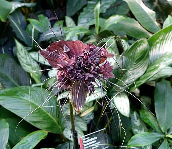 Black Bat Flower (Tacca chantrieri)