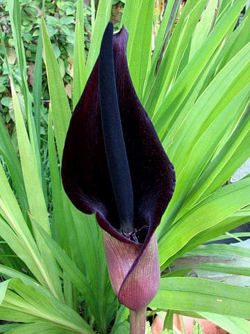 Black Cala Arum_palaestinum_flower O'Hara] from Berkeley, CA, USA