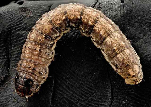 Black Cutworm Full Body