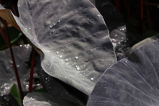 Black Elephant Ear Colocasia_esculenta_ David J. Stang