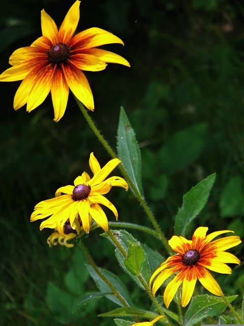 Black-Eyed Susan