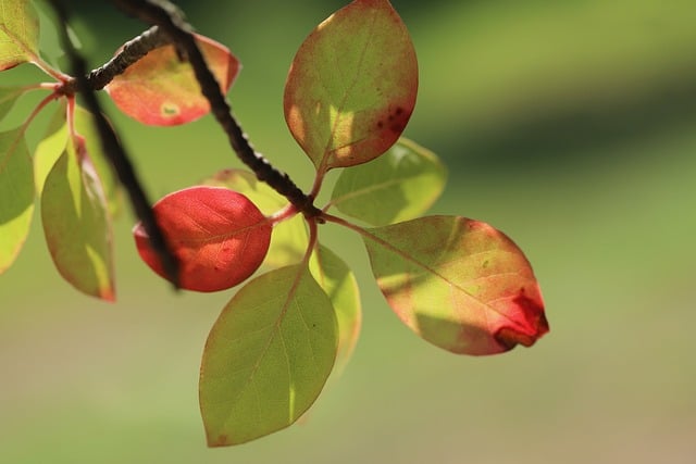 Black Gum (Nyssa sylvatica)