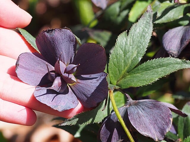 Black Lenten Rose Helleborus_orientalis_'Black'_Ciemiernik_wschodni