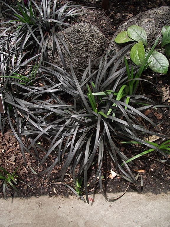 Black Mondo Grass Ophiopogon_planiscapus_nigrescens