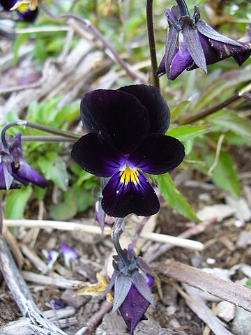 Black Pansy